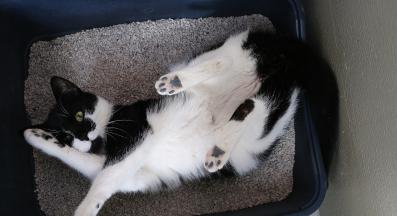 котки и котешка тоалетна