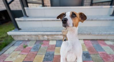 куче нов дом