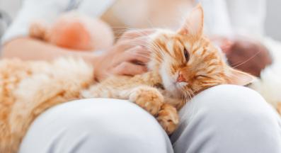 котка у дома