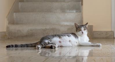 бременна котка