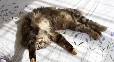 котка на слънце