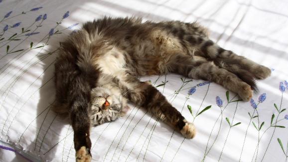 котка на слънце