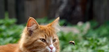 Как да подходим, ако пчела ужили котката ни