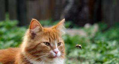 котка и пчела