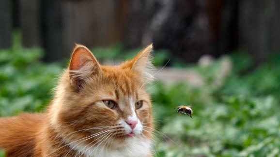 котка и пчела