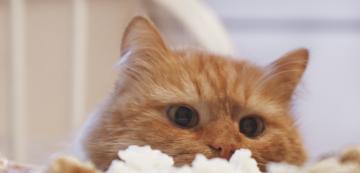 Могат ли котките да ядат ориз