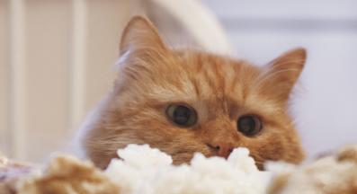 котка яде ориз
