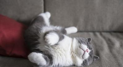 котка домашен любимец