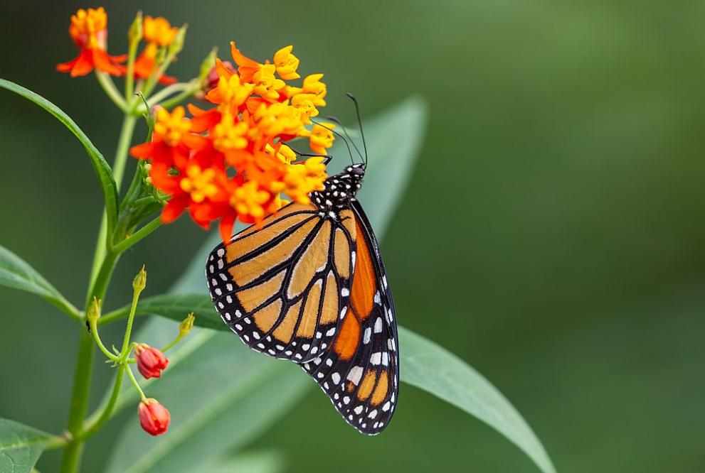 Половината от видовете пеперуди, разпространени в Обединеното кралство, са застрашени