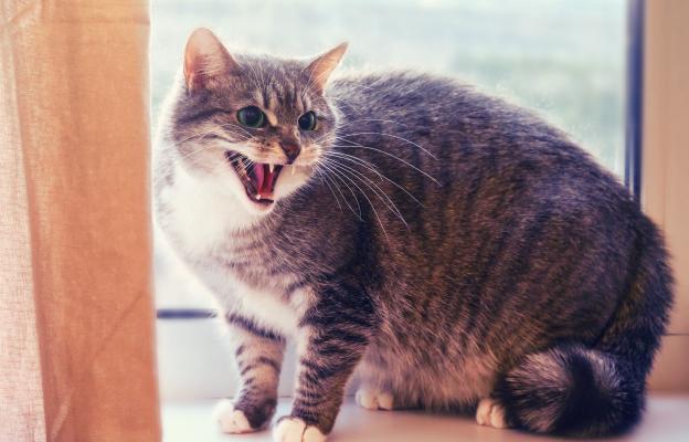 агресия котки