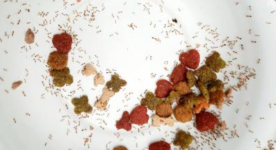 мръсотия у дома