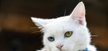 10 породи котки, които можете да откриете в бял цвят