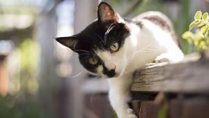 Тайландска ветеринарна лекарка се е заразила с COVID 19 от котка