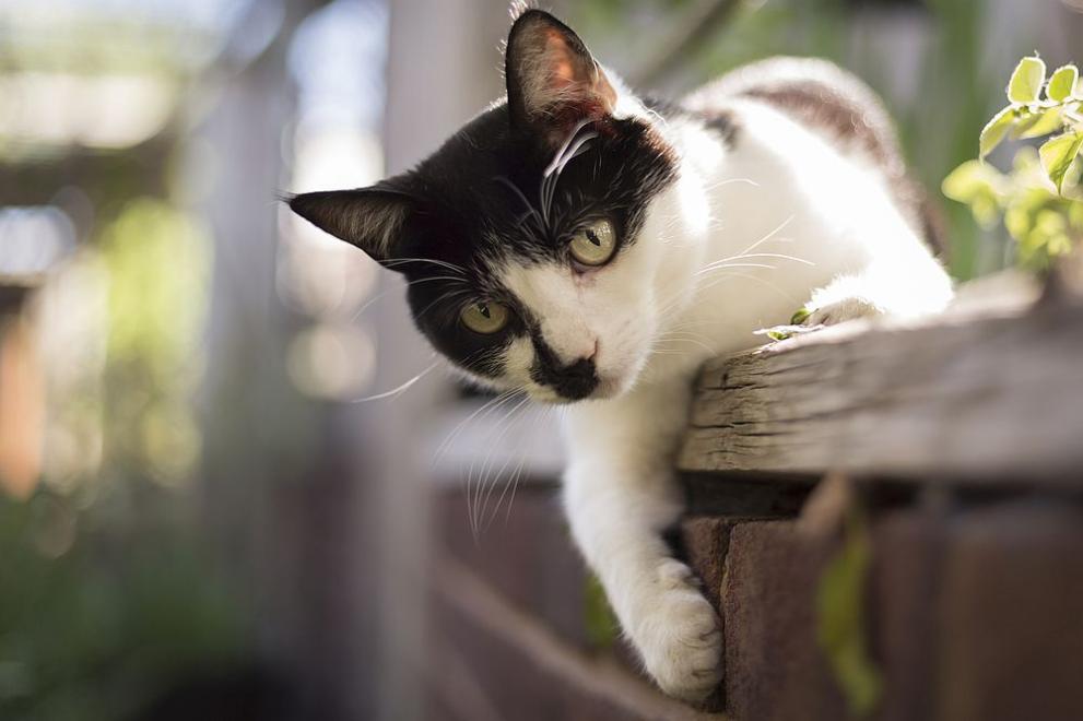 Тайландска ветеринарна лекарка се е заразила с COVID-19 от котка