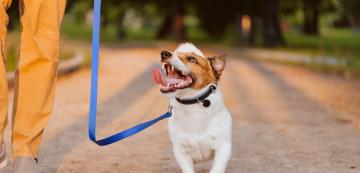 Как да обучим кучето да спре да се дърпа на каишка