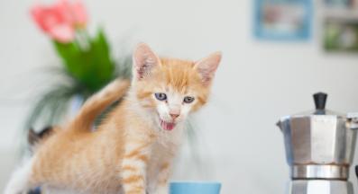 коте и кафеварка