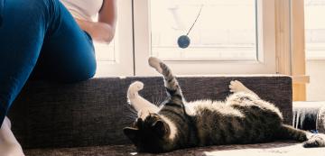 5 причини да играете с котката си всеки ден