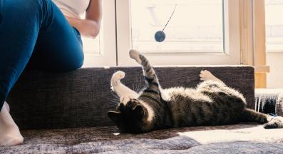 игра с коте