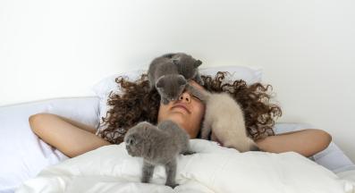 котка върху легло