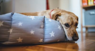 Ешерихия коли