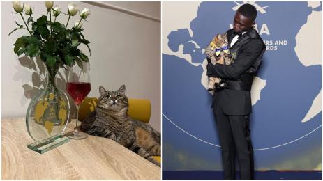 животни инфлуенсъри