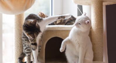 котки се карат