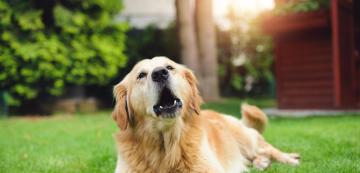 Защо кучетата вият по определени звуци?