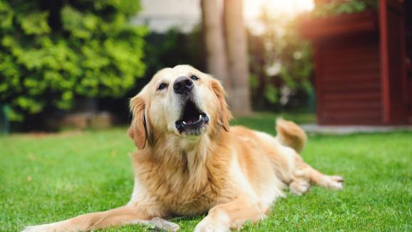 Защо кучетата вият по определени звуци?