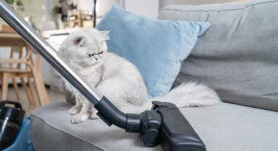 котка и прахосмукачка