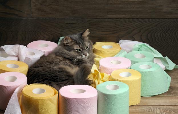котка и тоалетна хартия
