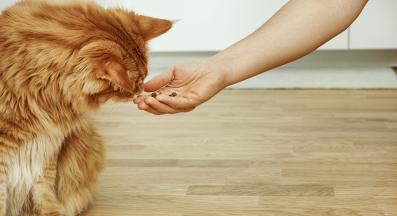 собственик храни котка