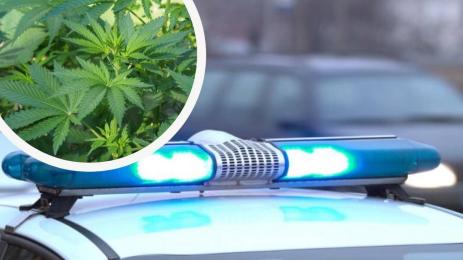 наркооранжерия мвр полиция