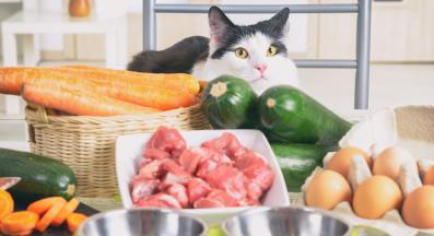 котка и човешки храни