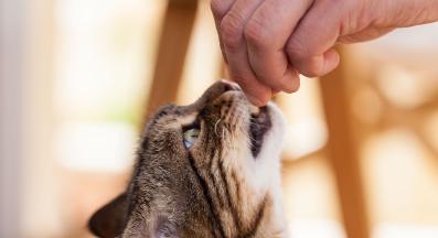 домашна котка