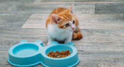 котка купи за храна и вода