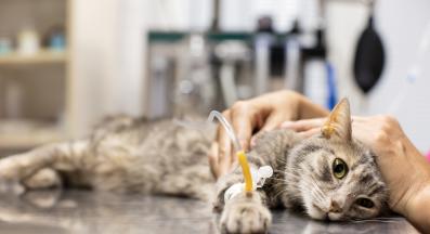 котка при ветеринар