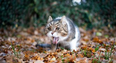 котка повръща