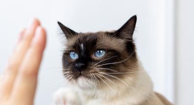 котка дава пет