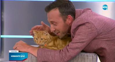 коте за осиновяване Мики Stray Angels