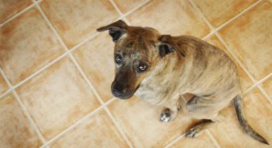 уплашено куче