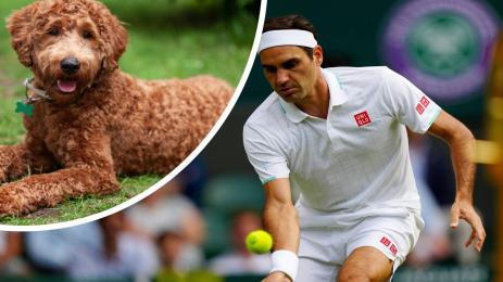 Федерер куче