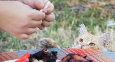 котка моли за храна