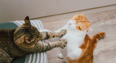 котки се карат