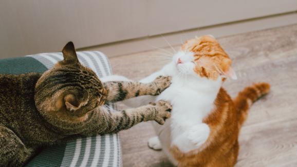 Защо някои котки не могат да споделят с други
