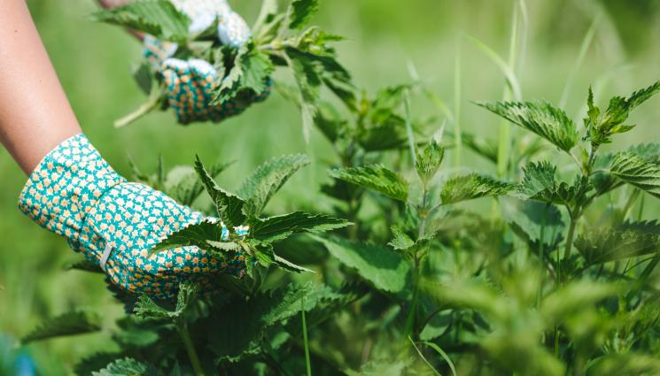 коприва - АГРО: Тор от коприва кара растенията да избуяват