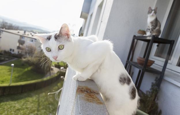 котка на балкон