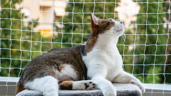 4 начина, по които котката ви на закрито да се наслаждава на природата