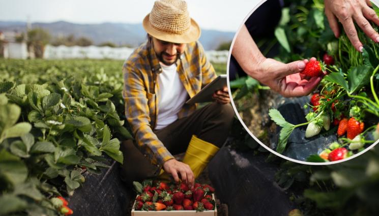 ягоди - АГРО: Почиствате ягодите от ластуните 