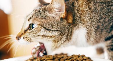 котка и храна