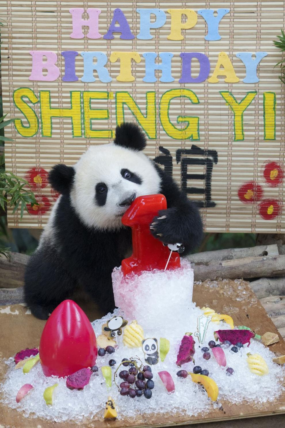  панда рожден ден 